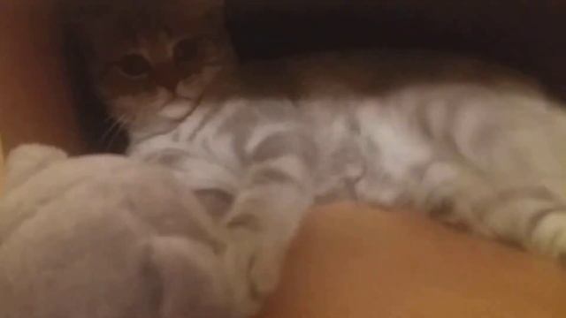 Забавный котенок играет с мягкой игрушкой смотреть онлайн
