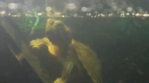 #ЧЕРЕПАХА красноухая черепаха кушает