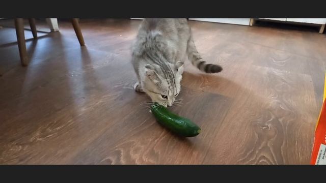 кошка ест огурец смотреть онлайн
