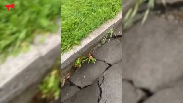 Асфальт провалился на улице О. Кошевого во Владивостоке смотреть онлайн