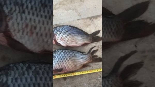 гибрид сазана и буффало?