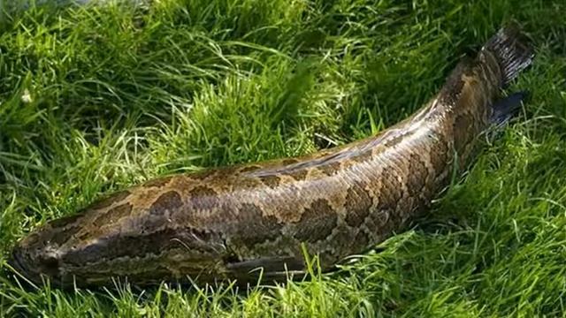 Змееголов смотреть онлайн