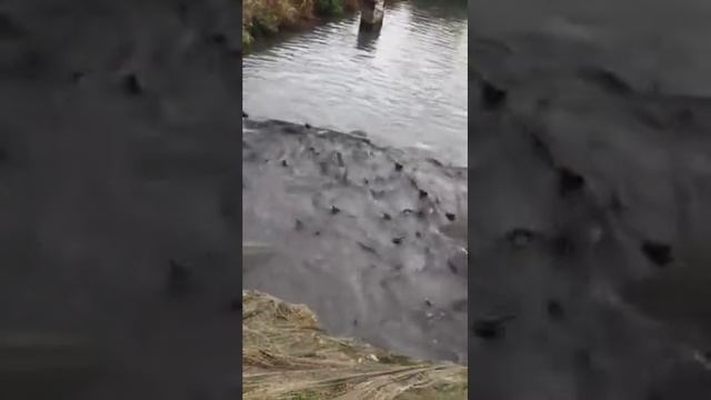 Отгрузка осетра