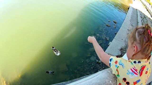 Утка не утка в Абрау Дюрсо. 2020 год запись видео. смотреть онлайн