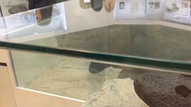 Амирхан и Амалия посещают Музей естественной истории Татарстана смотреть онлайн