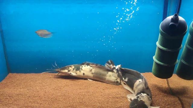 Клариус смотреть онлайн