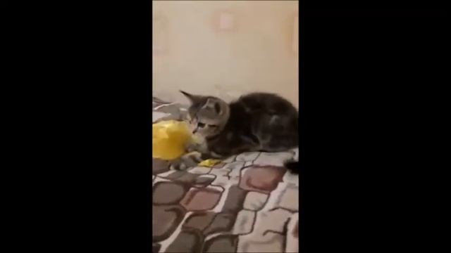 Ярка кошечка Элизабет! Милая игрунья с веселым нравом! смотреть онлайн