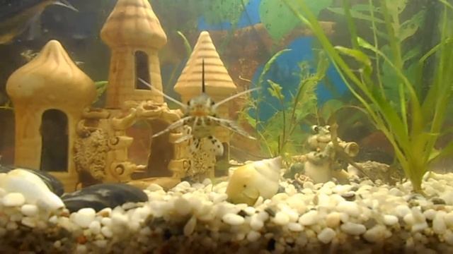 Питомцы аквариумные рыбки смотреть онлайн