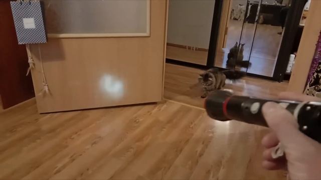 Кошка и фонарик смотреть онлайн
