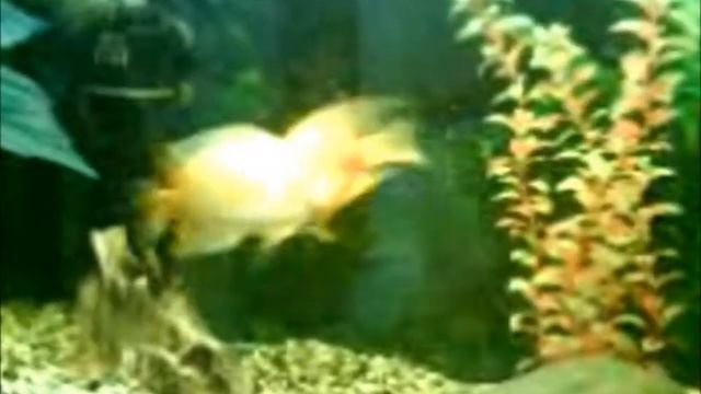 Цихлиды смотреть онлайн