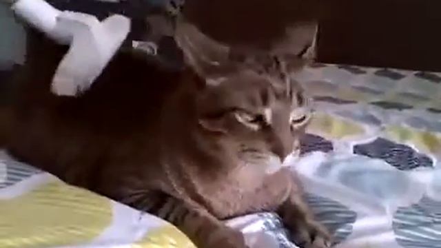 Ютуб приколы с котами Кот и пылесос