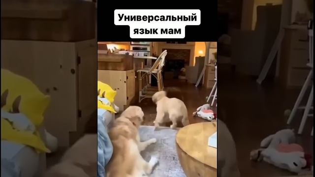 СТРОГАЯ МАМА. УНИКАЛЬНОЕ ТВ ОК. смотреть онлайн