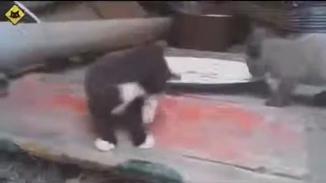 Клевые видео!!! Прикольные котята! Люди! И хорошее настроение!!!1 смотреть онлайн