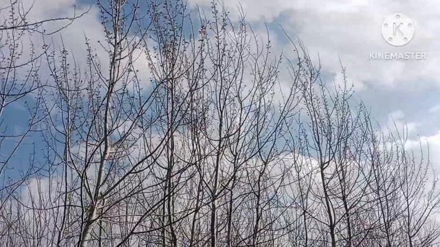 23- 24- 25 МАРТ КУНЛАРИ УЧУН ОБ ХАВО МАЛУМОТИ, ob havo смотреть онлайн