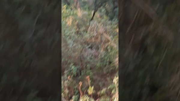 #Приключение энчантималс в лесу#энчантималс#куклы#мультик#Лилисуперстар#приключения#