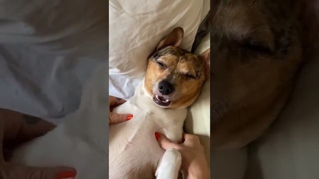 pet funny with dog / #shots смотреть онлайн