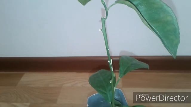прививка цитрус 2. смотреть онлайн