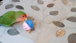 Попугай неразлучник играет с прищепкой, мячиком,бумагой . Самый забавный неразлучник!