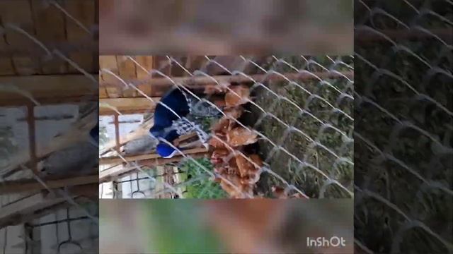 Кормление кур личинками.