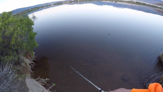 Snakes And Topwater Bass | Bass Fishing A Pond With A Rebel Popper