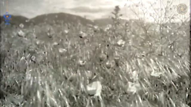 «Государственные символы Тувинской Народной Республики» (часть 2). смотреть онлайн