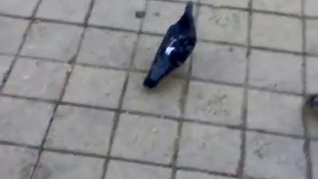 прикормка голубей))