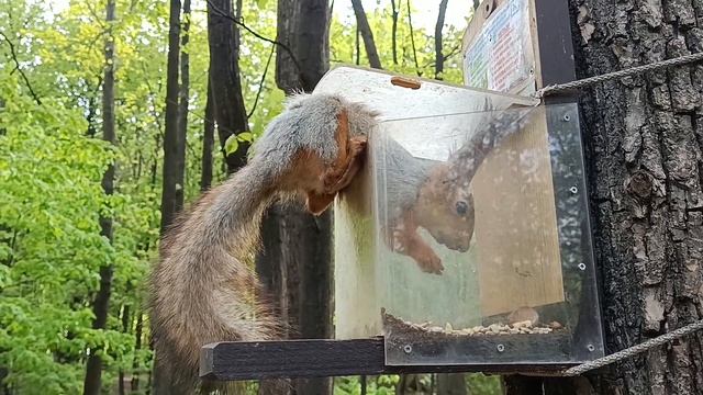 Хорошая кормушка для белок - A good feeder for squirrels смотреть онлайн