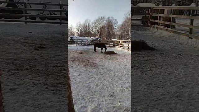 Лошади в Полотняном Заводе смотреть онлайн