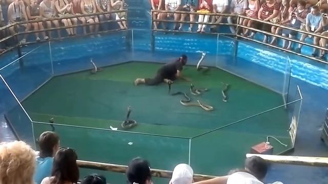 Змеиное шоу в Паттайе,Тайланд смотреть онлайн