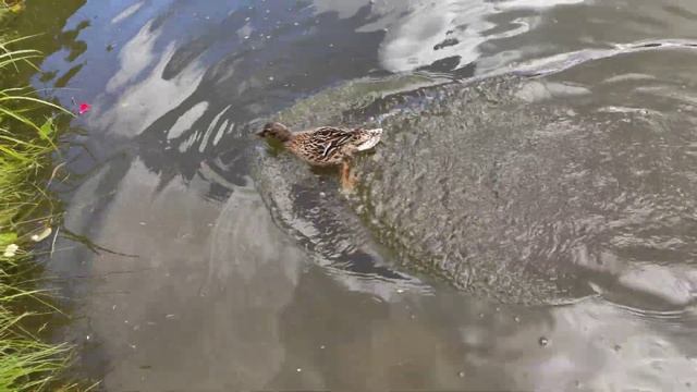 Рыбка дворец Меньшикова