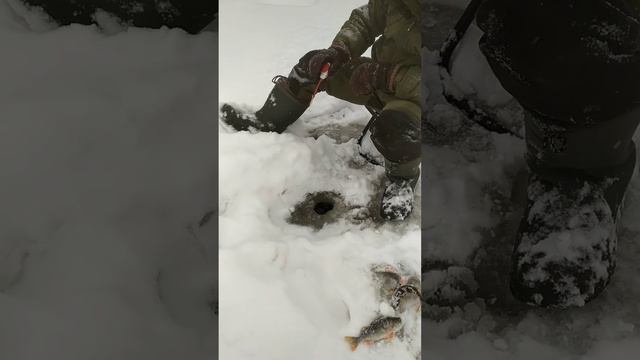 На камеру клевать не хочет.