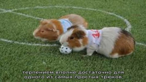 Как дрессировать и приручать морскую свинку