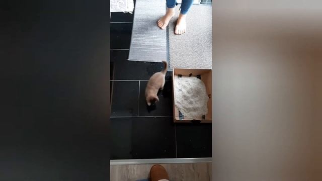 2️⃣ Цикл похудения. День #1. 🇩🇪 Ежедневный дневник похудения. смотреть онлайн