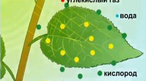 Питание растений