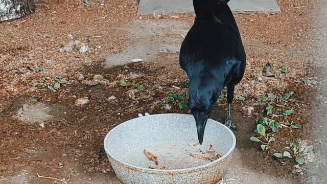 ворон ест зофобасов #воронрома #ворон #врановые #зофобас смотреть онлайн