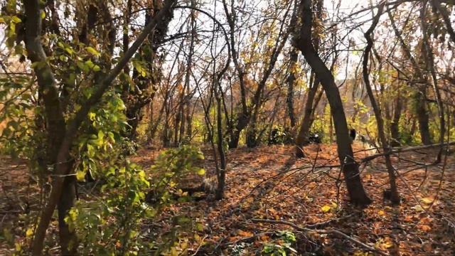 Autumn.Cinematic video.Shoot on iPhone X.4k 30 FPS. смотреть онлайн