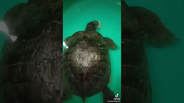 Почему красноухая черепаха мало ест зимой? смотреть онлайн