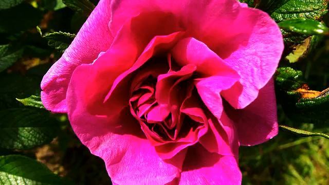 Топ популярных русских клипов и цветы 2015 смотреть онлайн