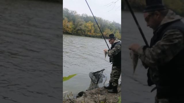 Рыбалка  дикий клёв крупного карася на удочку