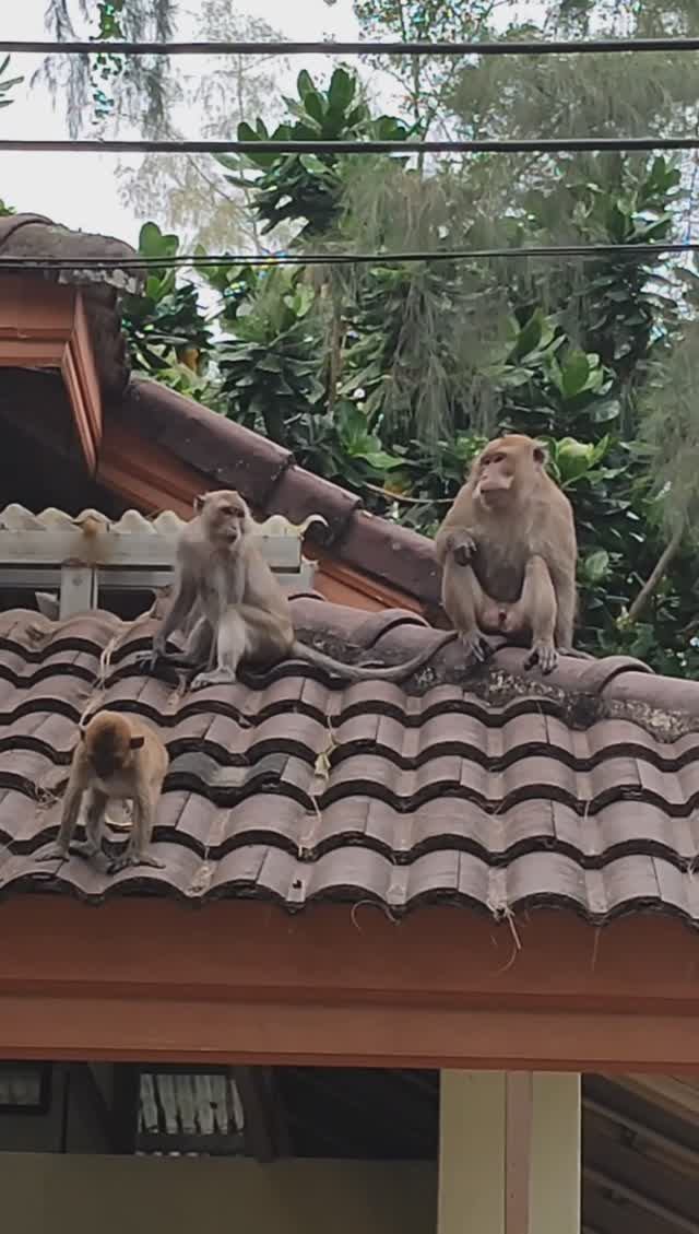 Усатая обезьяна #shorts#обезьяны#животные#прикол#юмор