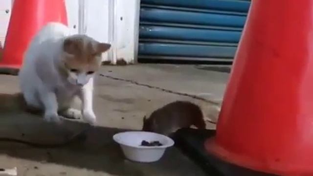 Это офигеть как смешно кот хрум а крыса цап