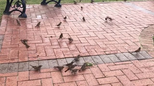 Турецкие воробьи... прогулка набережная Алании Клеопатра зимой ❤️❤️❤️ смотреть онлайн