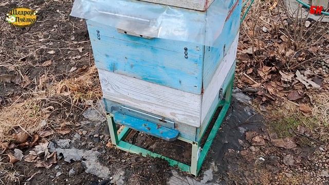 пасека, пчеловодство, чей способ зимовки лучше да смотреть онлайн