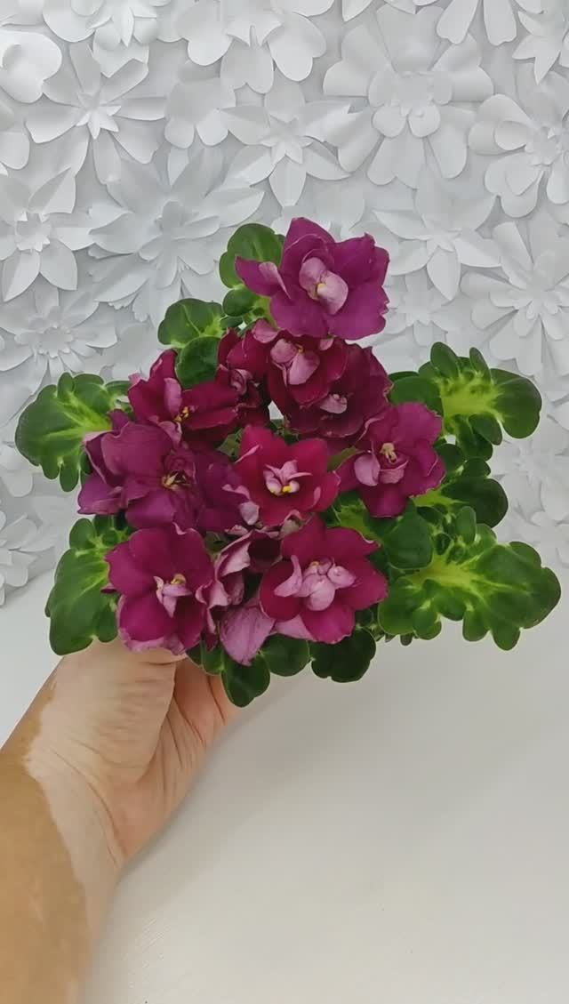 Фиалка ВаТ-Супер Мама