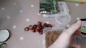 КАК ВЫРАСТИТЬ КАШТАН ИЗ ОРЕХА В ДОМАШНИХ УСЛОВИЯХ САД ОГОРОД САДОВОДСТВО