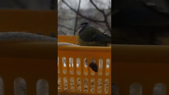 Синицы онлайн. Лазоревка завтракает овсянкой🐦🥞 смотреть онлайн