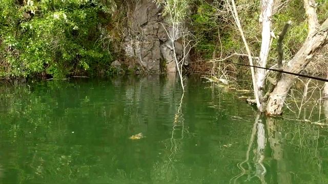 Уклейка на опарыш смотреть онлайн