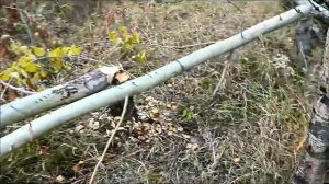 тяжёлая жизнь бобров