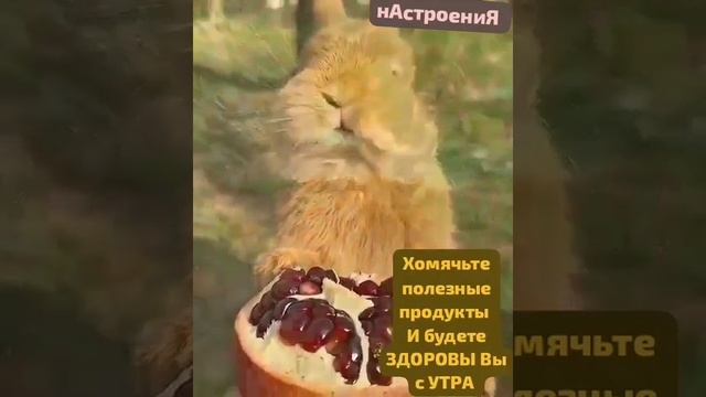 Милый зайчонок смотреть онлайн