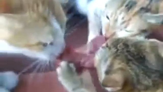 Три кошки и стейк смотреть онлайн